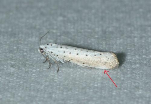 Yponomeuta sp.